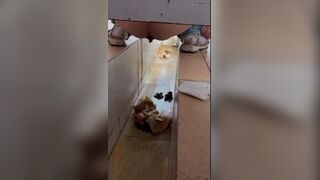 girl poops in toilet shaft