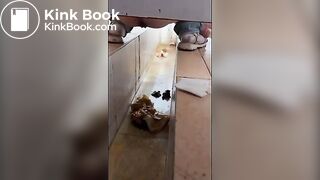 girl poops in toilet shaft