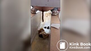 girl poops in toilet shaft
