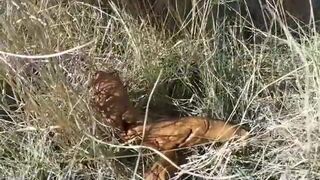 OUTDOOR POO - video 2