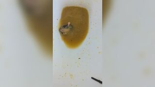 Insects swimming in the toilet