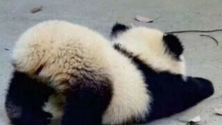 Diarrhea disaster - video 3