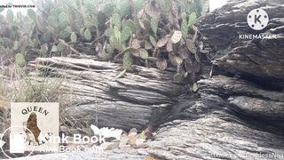 Negra com caganeira duas vezes