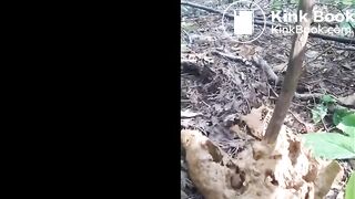 Massive Poop in the Woods