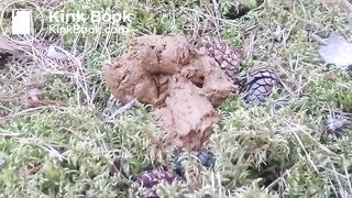 CONSUMING FECES IN THE WOODS