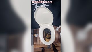 Goddess sera-痴迷坏女人的黄金稀便