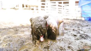 Shiny In Cow Dung - orgasm in shit and latex