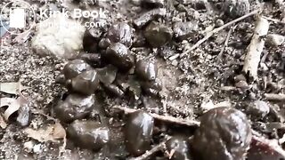 WALK IN THE PARK FOR SHITTING POO IN PUBLIC