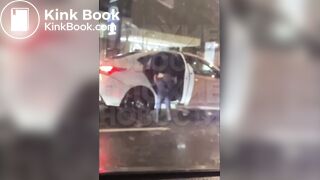 quick public poop