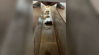 Fresh Morning Dry Turd