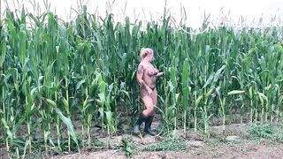 Corn field Scat