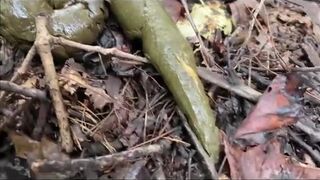 Outdoor poo in the woods..