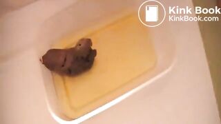 German shits in tupperware box