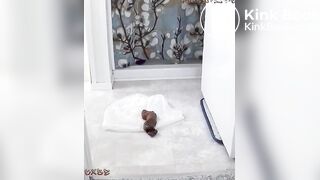 SF Pooping Big Log