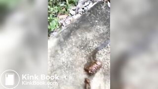 Scat 151