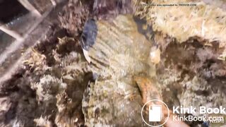 Romance in the calf box - cowshit scat pov