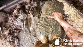 Romance in the calf box - cowshit scat pov