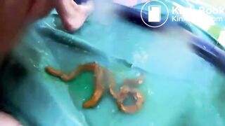 Hot girls shitting orgy