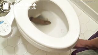 Big poo stuck in toilet clogging..