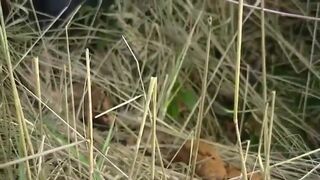 Roadside woodland poo..