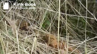 Roadside woodland poo..