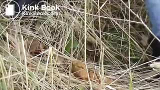 Roadside woodland poo..