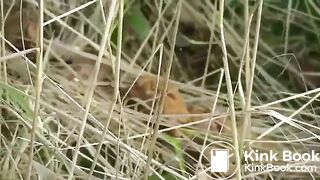 Roadside woodland poo..