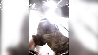 Scat Japanese - video 22