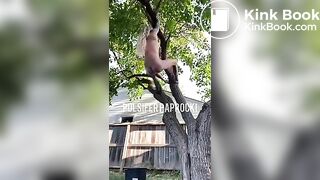 P.P shitting from a tree