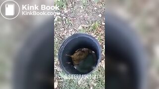 P.P shitting from a tree