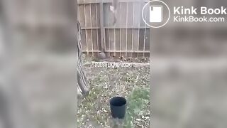 P.P shitting from a tree