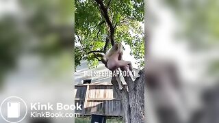 P.P shitting from a tree
