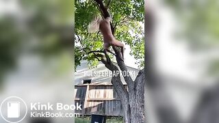 P.P shitting from a tree