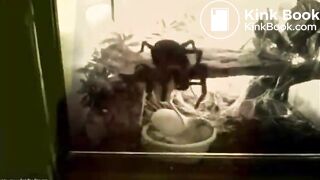 crazy dinner