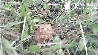 Outdoor poo in the grass..