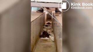 Beautiful women pooping in the toilet 15