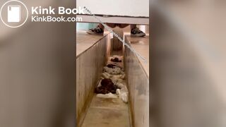 Beautiful women pooping in the toilet 15