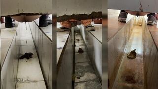 Chinese Shitting Special 4