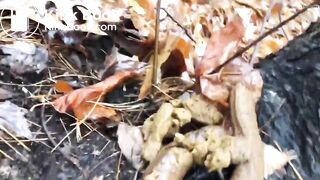 Brown Snake in Autumn