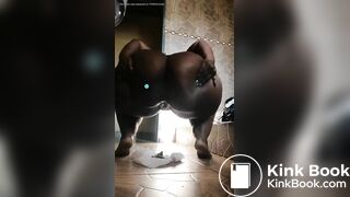 African scat - video 5