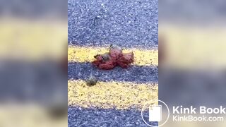 Shitting in the middle of the road