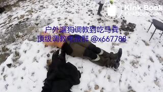 Iced cattle turds