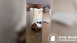 Chinese voyeur wet shit with gas in ditch