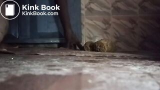 African scat..