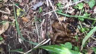 Her poo in the woods..