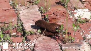 Cute plain girl shitting outdoors