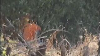 Spanish girl spy bush diarrhea 643