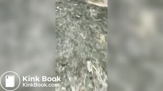 A Shit Hungry Animal Founded in the Wood