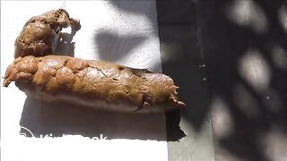 Nice poo on the front porch..