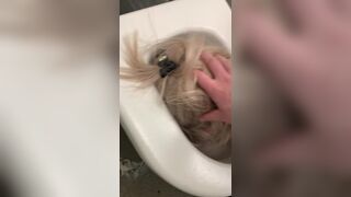 Public Toilet Submission 2